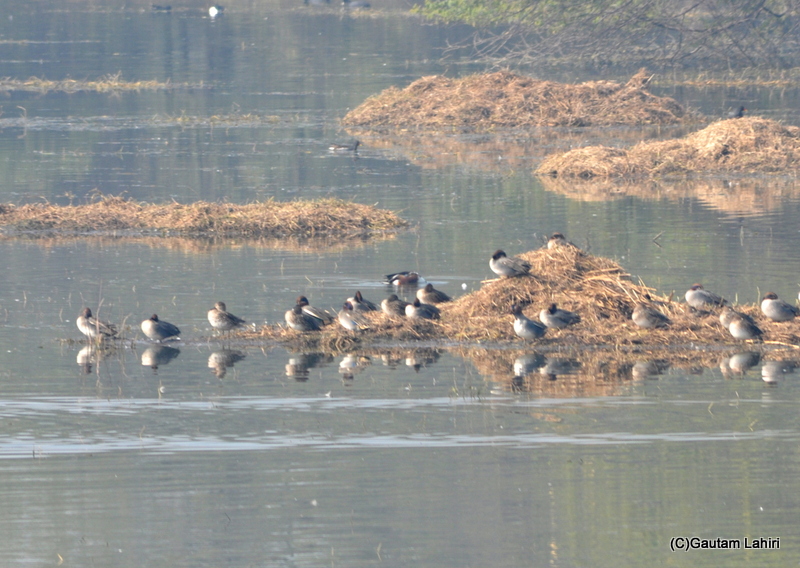A collection of Lesser Whistling ducks on an island at Sultanpur by gautam lahiri