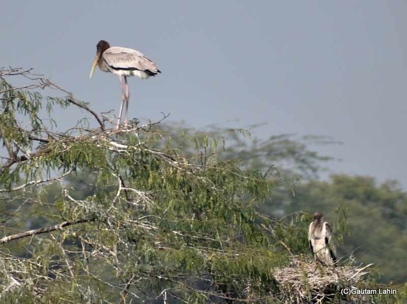 A Wood stork family perched atop a tree, the young ones a branch below at Sultanpur Bird Sanctuary by gautam lahiri