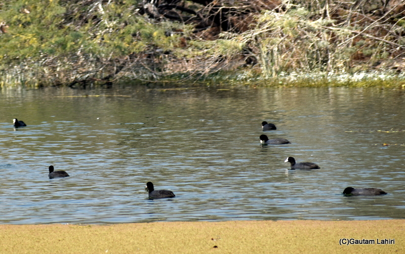 A bundle of Eurasian Coots swimming at Sultanpur Bird Sanctuary by gautam lahiri
