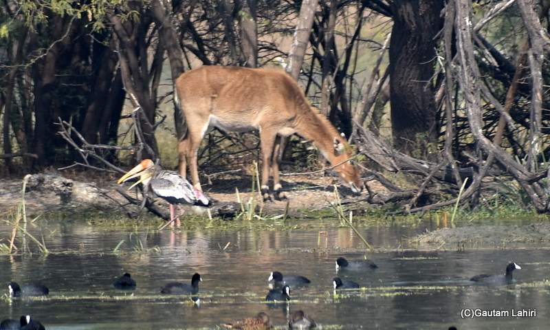 Nilgai and Painted Storks at Sultanpur Bird Sanctuary by gautam lahiri