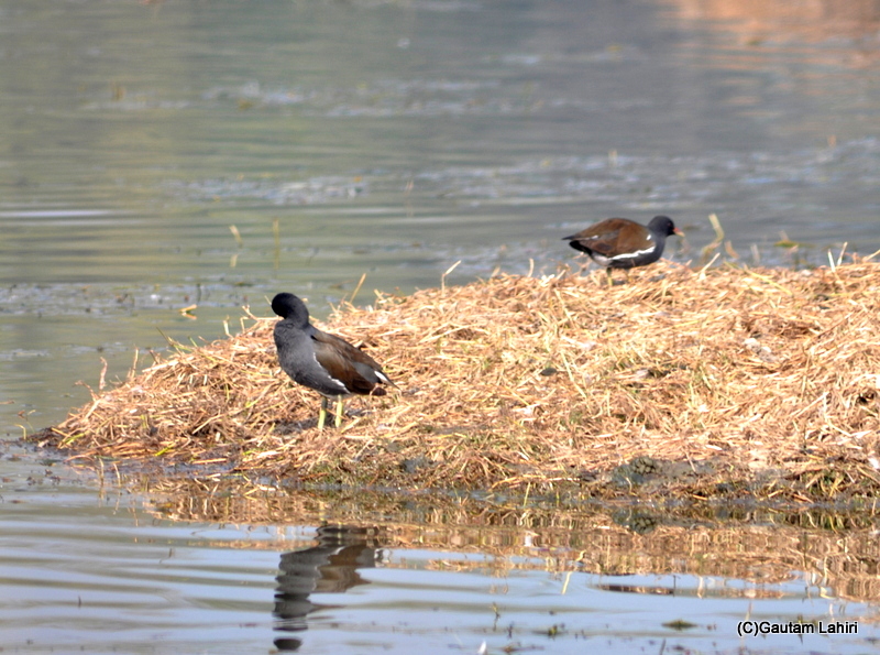 Common Moorhen on an island at Sultanpur Bird Sanctuary by gautam lahiri