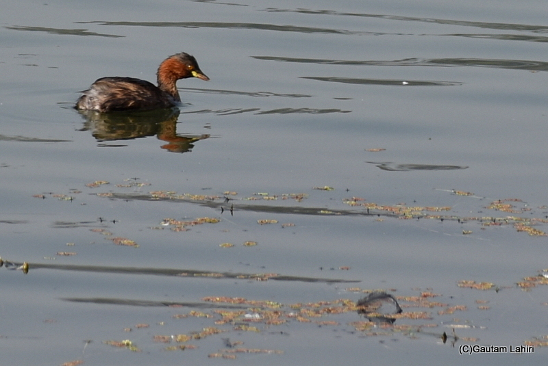 A little Grebe swimming on the calm lake waters at Sultanpur Bird Sanctuary by gautam lahiri