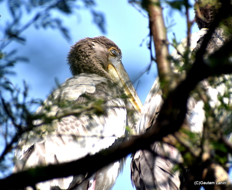 Juvenile Wood storks with the eye membrane pulled down to ward off the sun at Sultanpur Bird Sanctuary by gautam lahiri