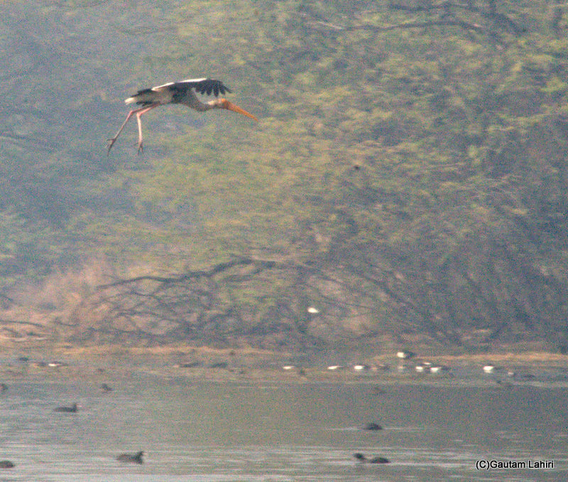 A Painted Stork comes into land at Sultanpur Bird Sanctuary by gautam lahiri
