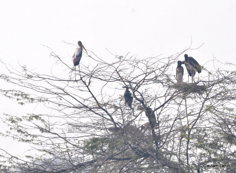 A group of painted storks feeding their young ones as they swayed on the branches at Sultanpur Bird Sanctuary by gautam lahiri
