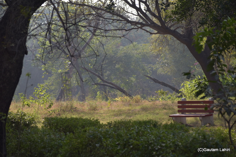 Natural habitat of the Sultanpur Bird Sanctuary glowed under the mid-day sun by gautam lahiri