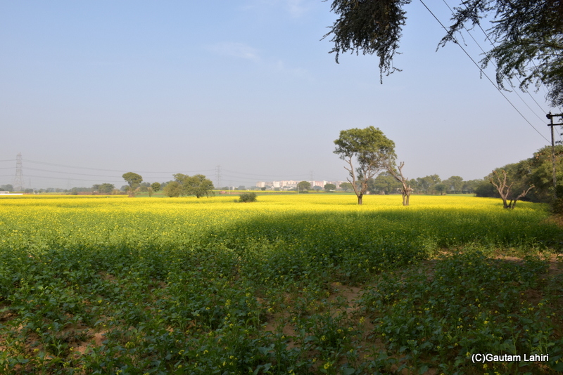 Mustard and paddy fields coexisted opposite Sultanpur Bird Sanctuary by gautam lahiri