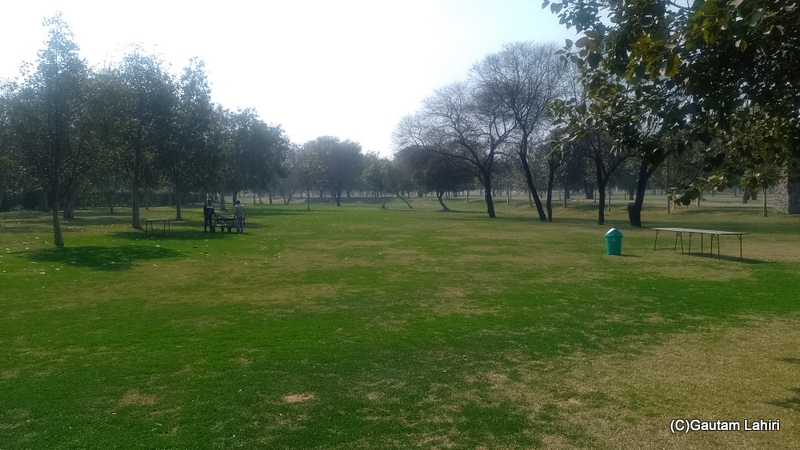 Trees, jutting out of the meadows as far as your eyes could see by gautam lahiri 