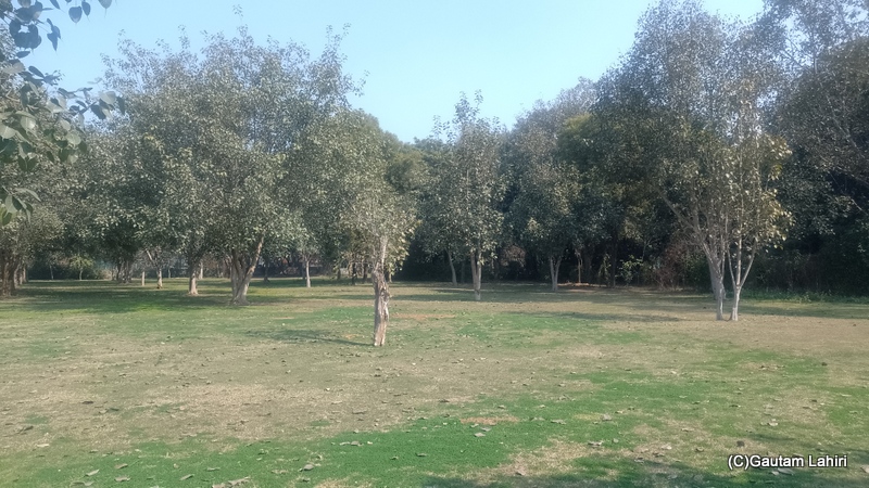 Bodhi trees lining the walkway as we continued our march by gautam lahiri