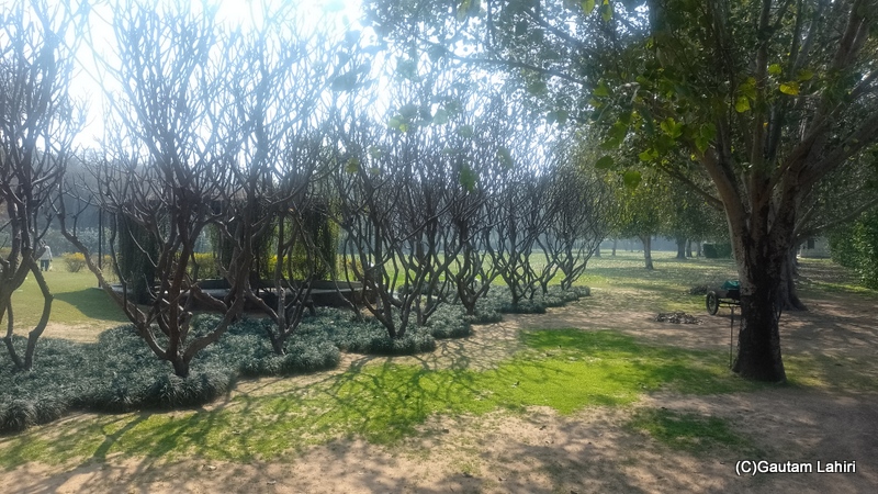 Custom designed trees stared into the open sky our exploration continued by gautam lahiri