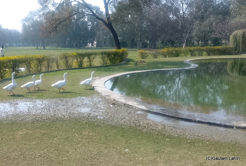 A cement bounded pond at Soka Bodhi tree garden, Gurgaon by gautam lahiri