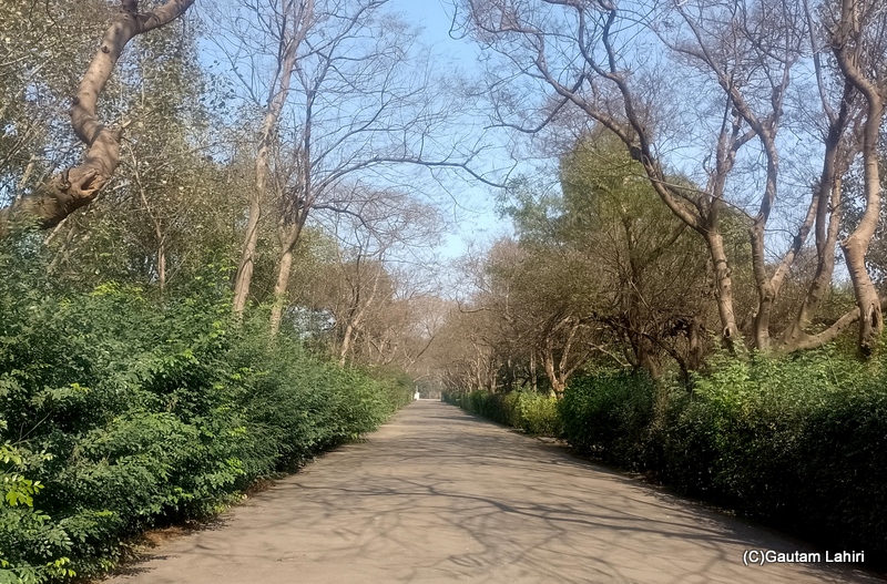 Leafless trees lined the edges of a well-kept road, their branches stretching out towards the distant Bodhi trees by gautam lahiri