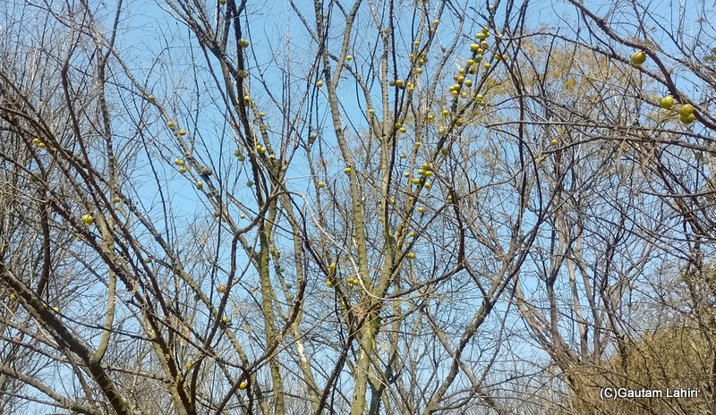 Clusters of Indian Gooseberry trees dotted the area, offering juicy fruits to refresh the tired visitors by gautam lahiri