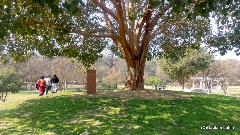 A bodhi tree in memory of Josei Toda by gautam lahiri