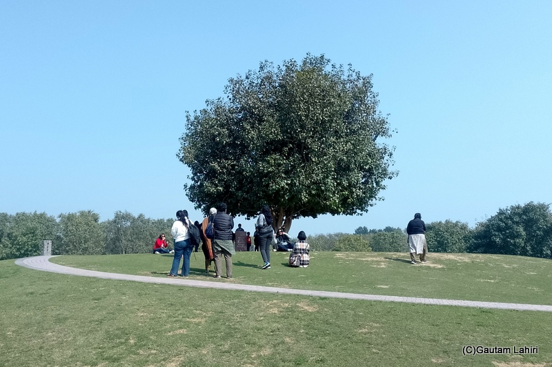 A solitary Bodhi tree stands atop a meadow knoll, serene and robust, symbolizing Buddhist teachings by gautam lahiri