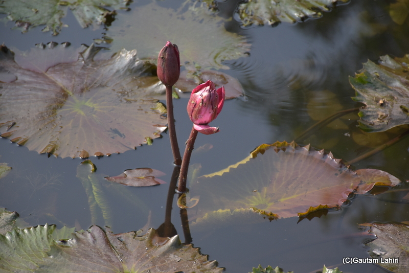Pink lotus sprouted through the water bodies, and they danced in the afternoon wind that blew across the garden estate at Orchard Palace by gautam lahiri