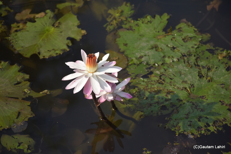 Orange tipped water lilies popped up 
around the huge leaves through the dark deep water of the Koi ponds at Orchard Palace by gautam lahiri