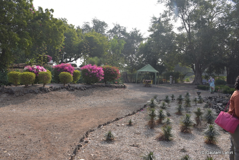 Scores of young palm trees on one side, and mushroom pruned multigrafted bougainvillea on the other scooped out a rough garden road at Orchard Palace by gautam lahiri