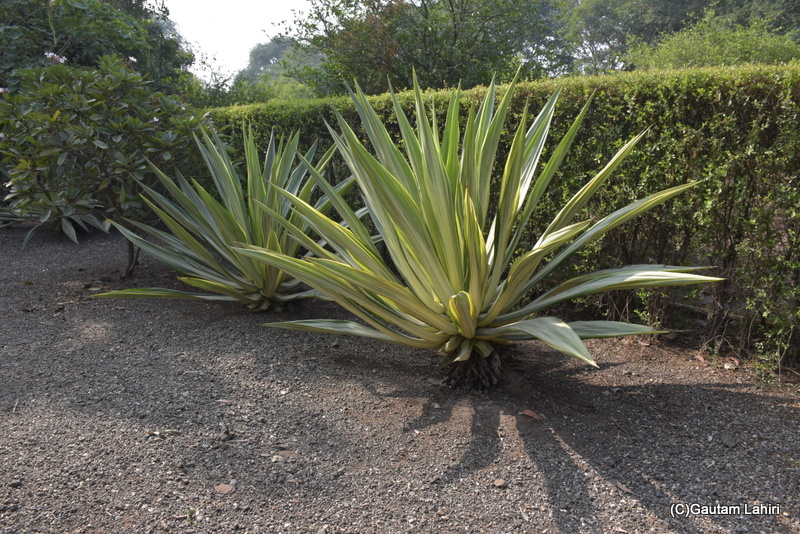 Two large Agave Tequilana short plants with flaring leaves stared at us touching the bushes that abounded the garden at Orchard Palace by gautam lahiri
