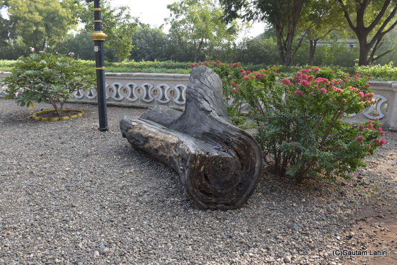 A cutout section of a dead tree truck shaped into a natural sofa beside a bunch of Japanese Iris plants just off the garden perimeter at Orchard Palace by gautam lahiri