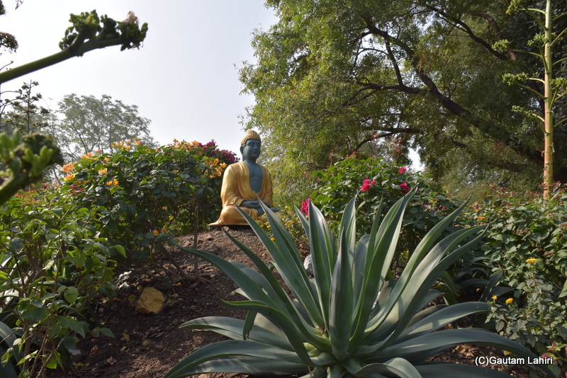 A seated statue of Buddha atop a mound amidst the serene atmosphere of Agave plant, trees and palms at Orchard Palace by gautam lahiri