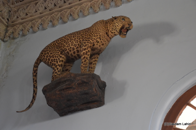 A stuffed leaping leopard, placed in the Darbar Hall of the Naulakha Palace, Gondal by gautam lahiri