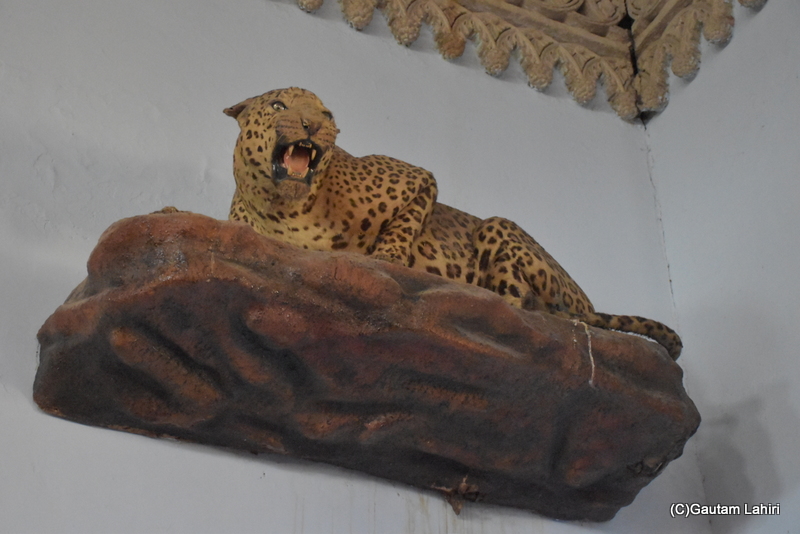 A crouching leopard, fascinatingly real, looked at the regal chairs, ready to threaten if anything gets amiss at the Naulakha Palace, Gondal by gautam lahiri
