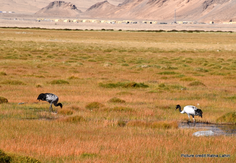 Black Necked Crane with its feet dipped in shallow water that scattered around the plateau by gautam lahiri