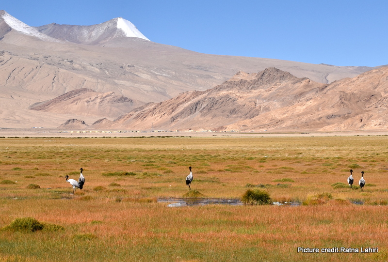 Black necked crane by gautam lahiri