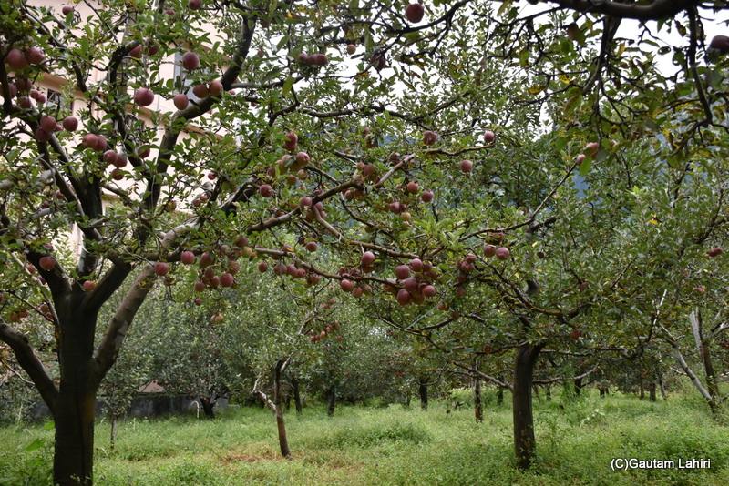 Himachal Apples at Manali by gautam lahiri