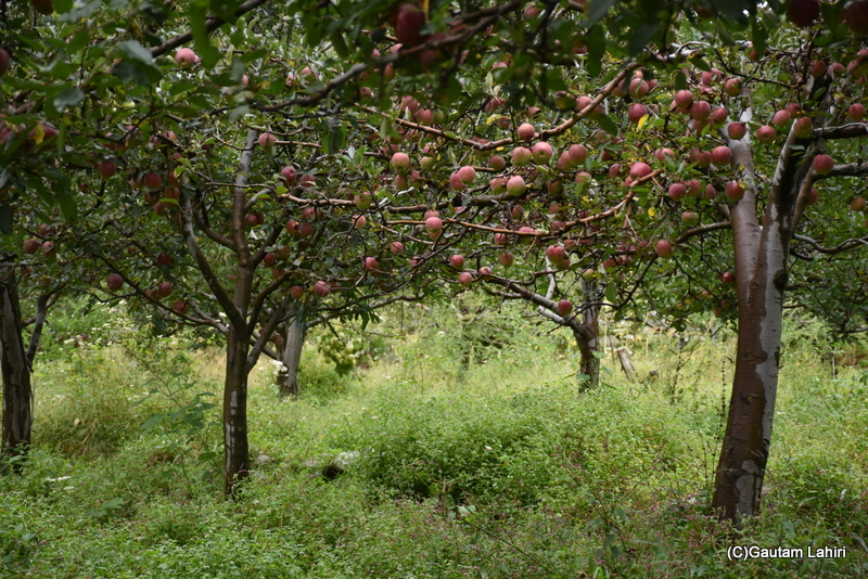 Himachal Apples at Manali by gautam lahiri