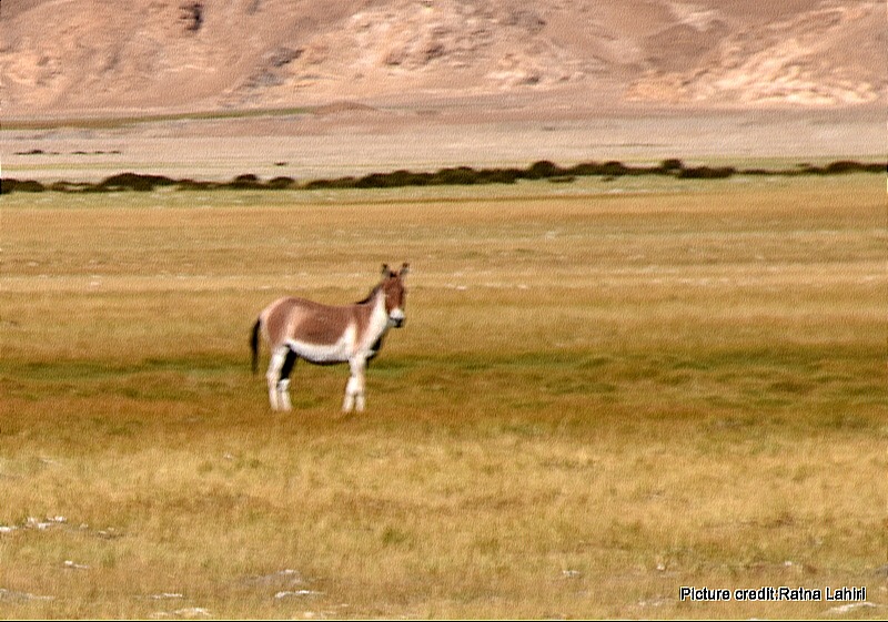 Kiang or Wild Tibetan Ass of Ladakh by gautam lahiri