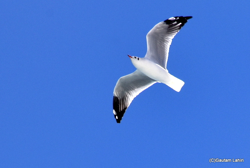 Himalayan Sea gull by gautam lahiri
