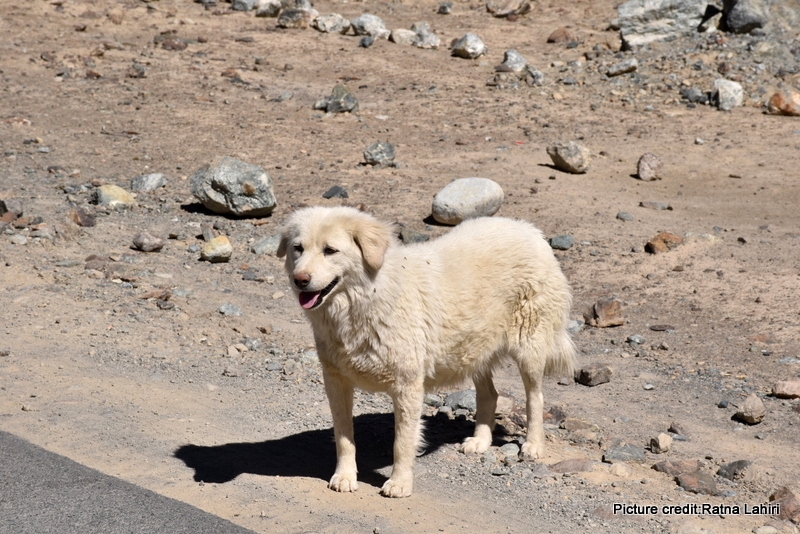 Maremma Sheep Dog, ladakh by gautam lahiri
