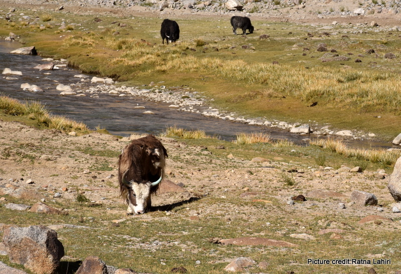 Wild Yak grazing in Ladakh by gautam lahiri