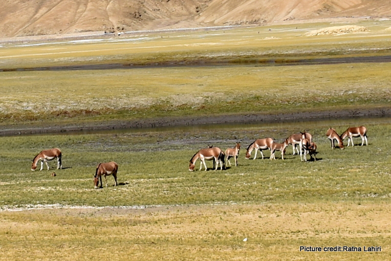 A pace of Wild Asses by gautam lahiri
