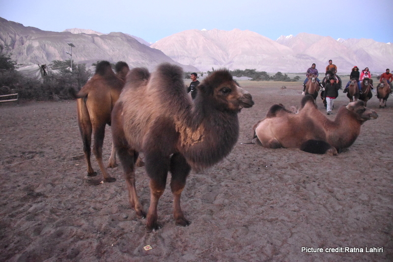Bactrian camels at Nubra Valley by gautam lahiri