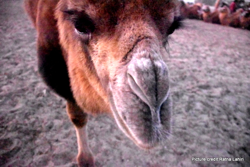 Nubra Valley, Bactrian Camel by gautam lahiri