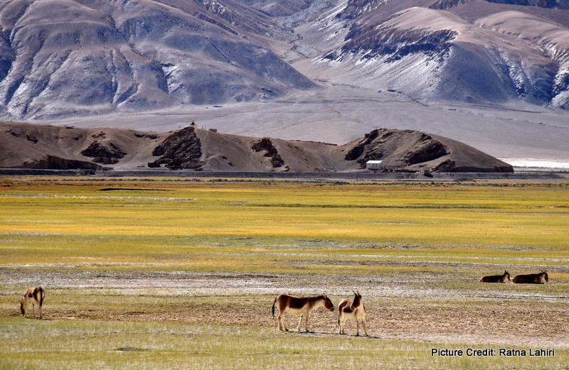 Wild Ass of Ladakh by gautam lahiri