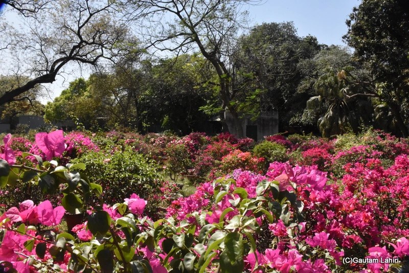 Bougainvillea garden at Sunder Nursery New Delhi by gautam lahiri