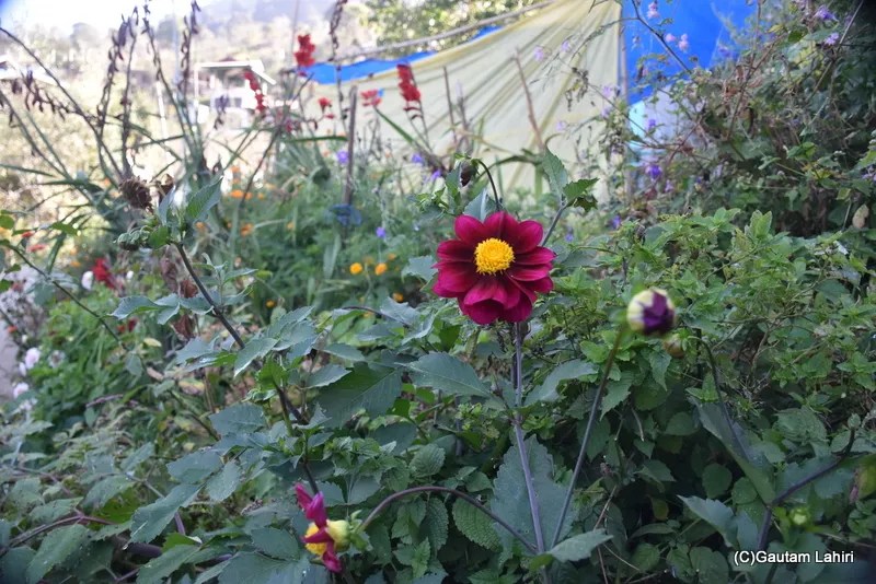 Our homestay at Saharan in Himachal Pradesh by gautam lahiri