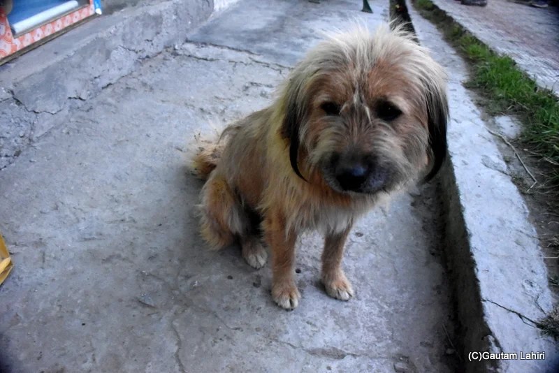 Himachali Gaddi dog at Chitkul, Himachal Pradesh by gautam lahiri