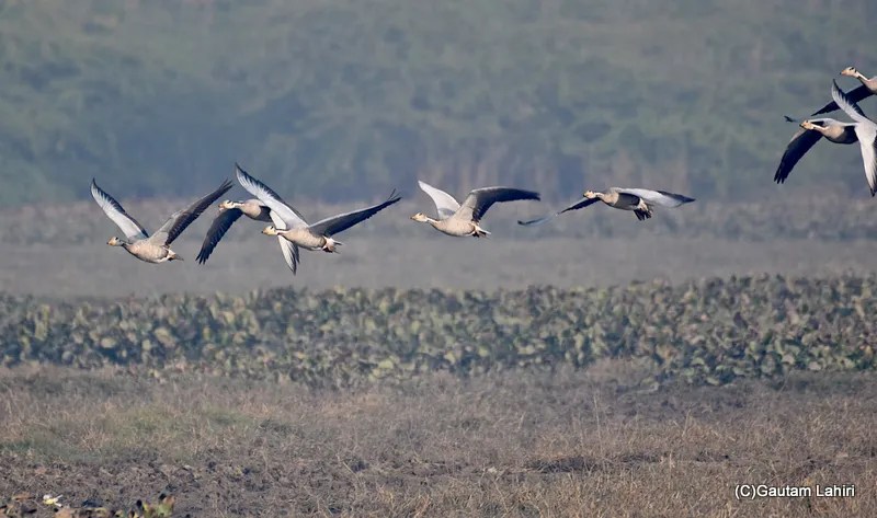 Bar headed Geese, Chandu Budera, Haryana by gautam lahiri