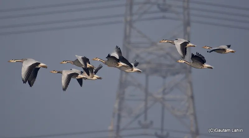 Bar headed Geese, Chandu Budera, Haryana by gautam lahiri