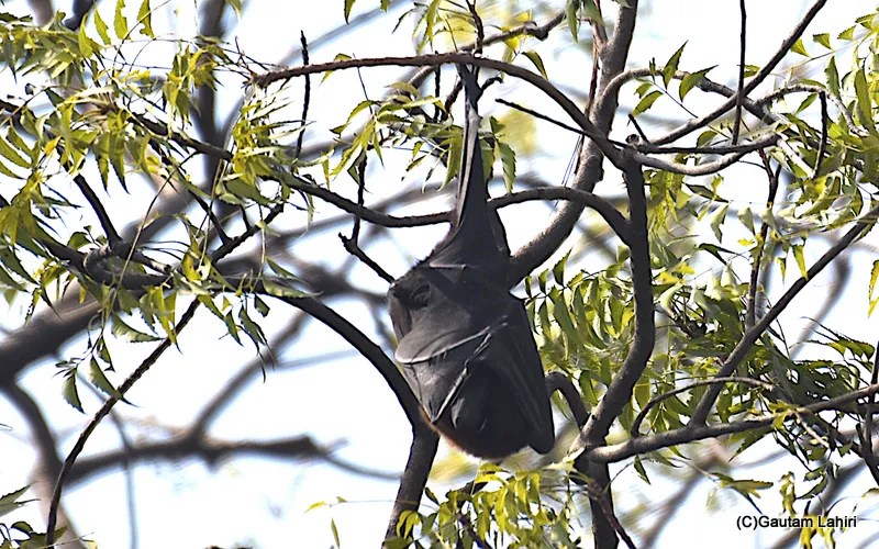Black Flying Fox bat at Chandu Budera, Haryana by gautam lahiri