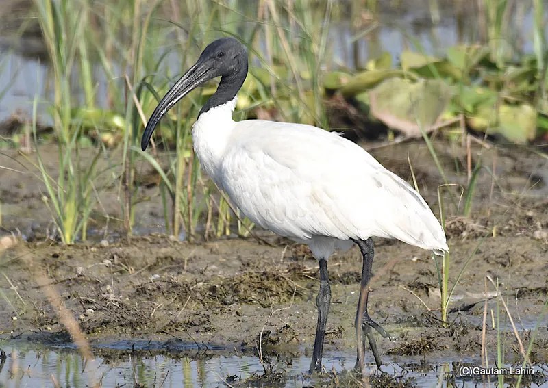 Black headed Ibis at Chandu Budera, Haryana by gautam lahiri