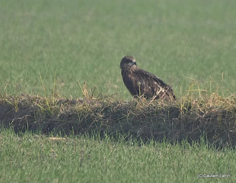 Black kite on the field at Chandu Budera, Haryana by gautam lahiri