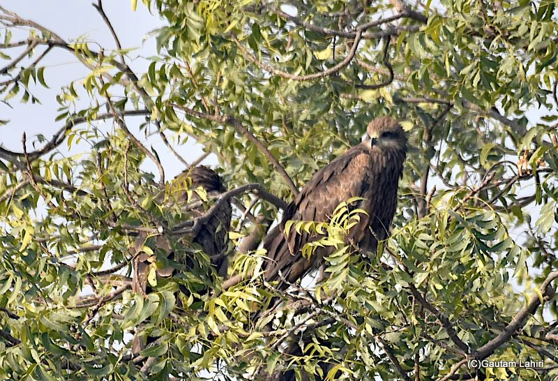 Black kite on the tree branches at Chandu Budera, Haryana by gautam lahiri