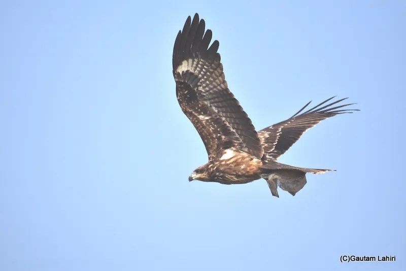 Black kite picked a bird off the swamp at Chandu Budera, Haryana by gautam lahiri