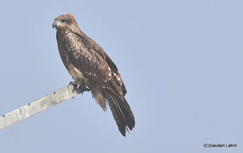 Black kite sitting on a telegraph post in the swamp at Chandu Budera, Haryana by gautam lahiri